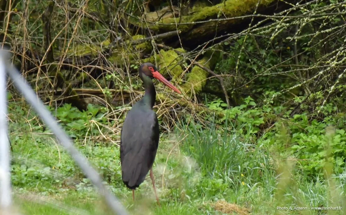 La Cigogne Noire dans le Steinhart : un refuge forestier