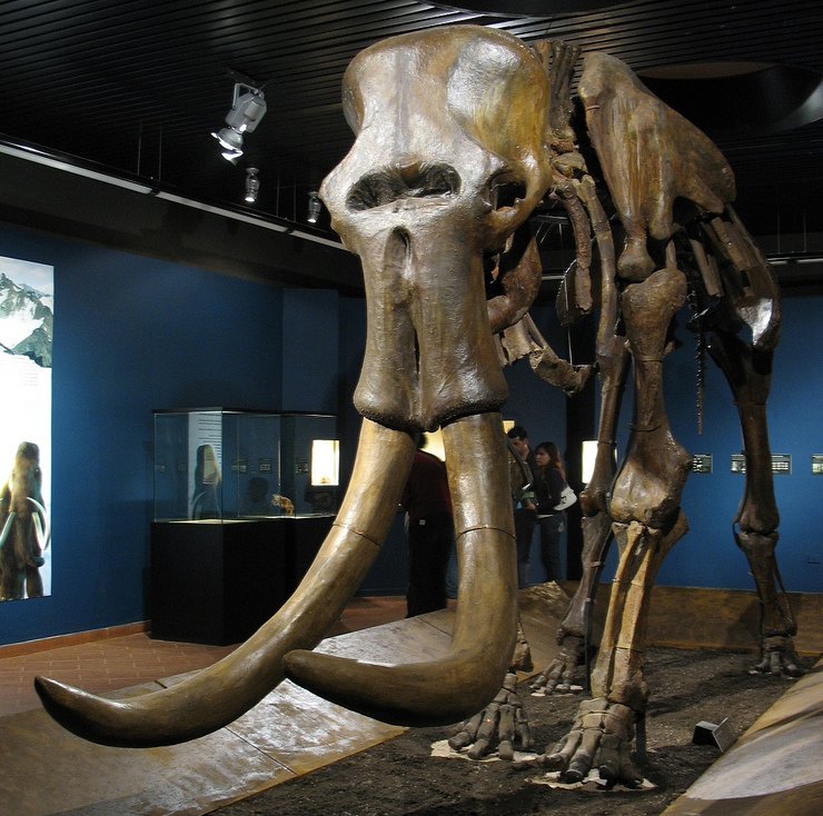Découverte de fossiles de Rhinocéros et de Mammouths dans le Steinhart