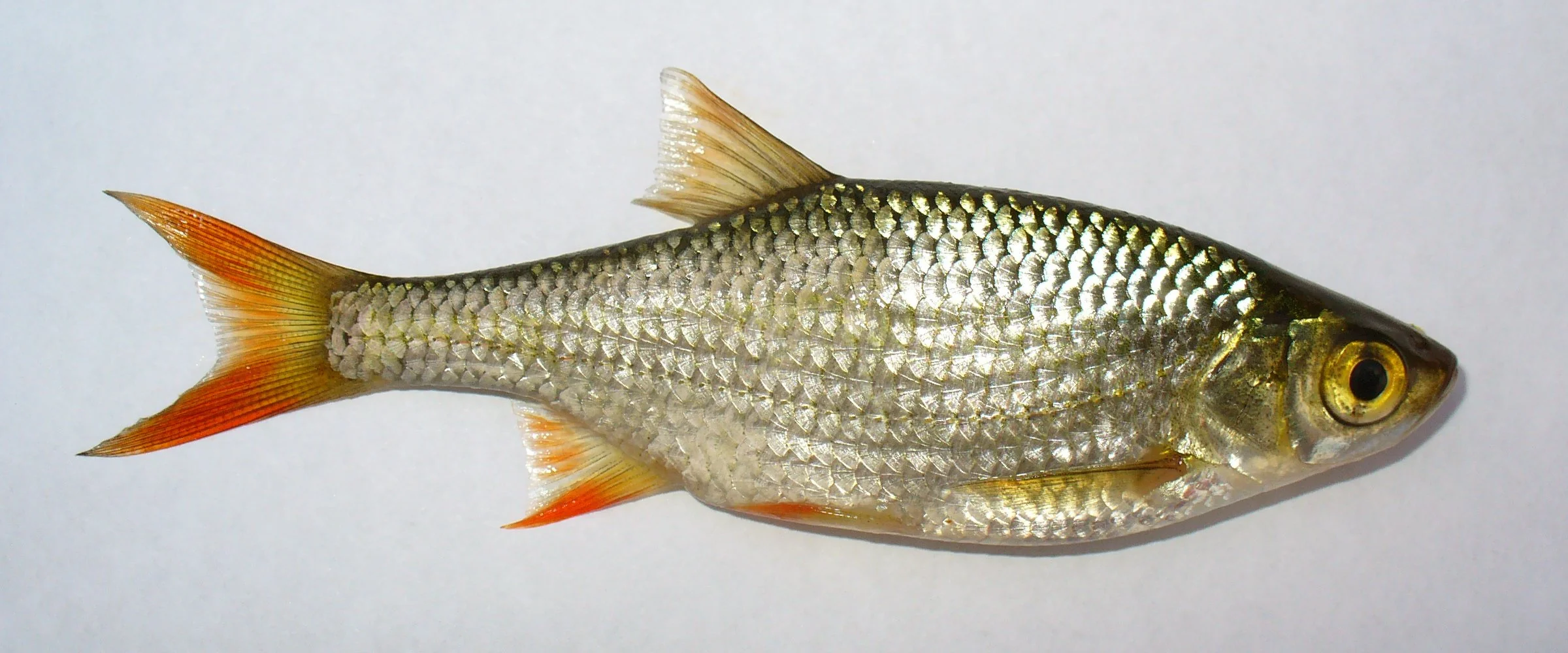Rotengle, Scardinius erythrophthalmus, Poisson argenté avec des nageoires orange et une bouche petite, placé sur un fond blanc.