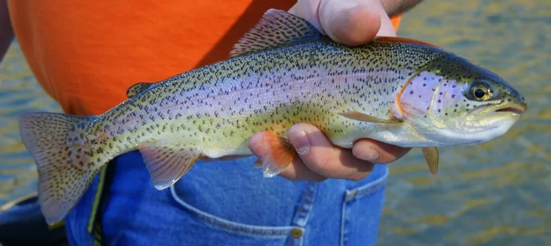 Truite arc-en-ciel tenu par une personne en extérieur près de l'eau