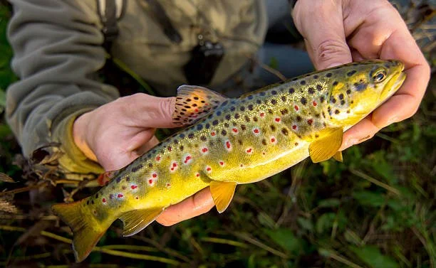 Pêcheurs, naturalistes, randonneurs : prenons-en soin ensemble