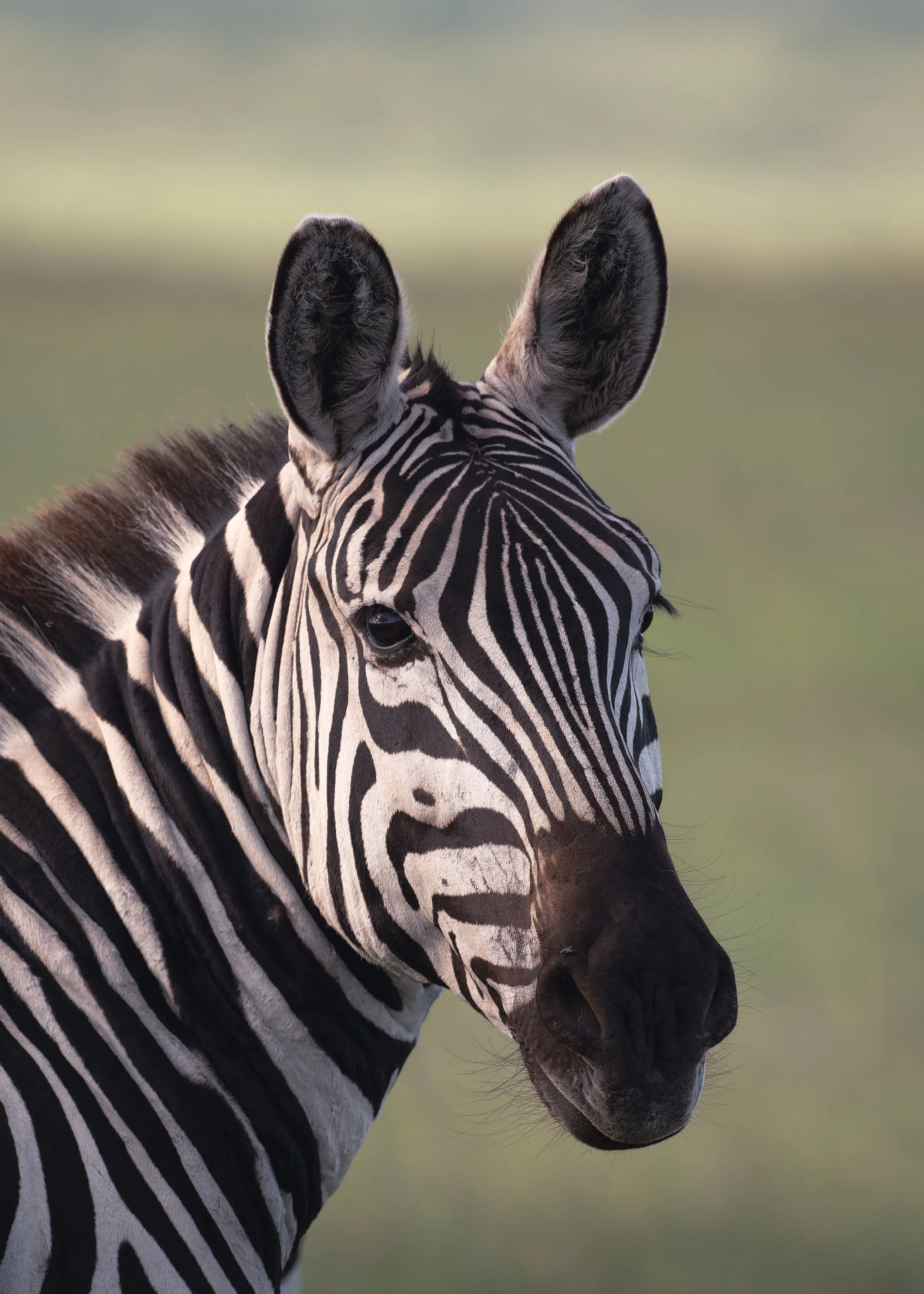 _DSC4603-DxO_DeepPRIME XD2s-2.jpg