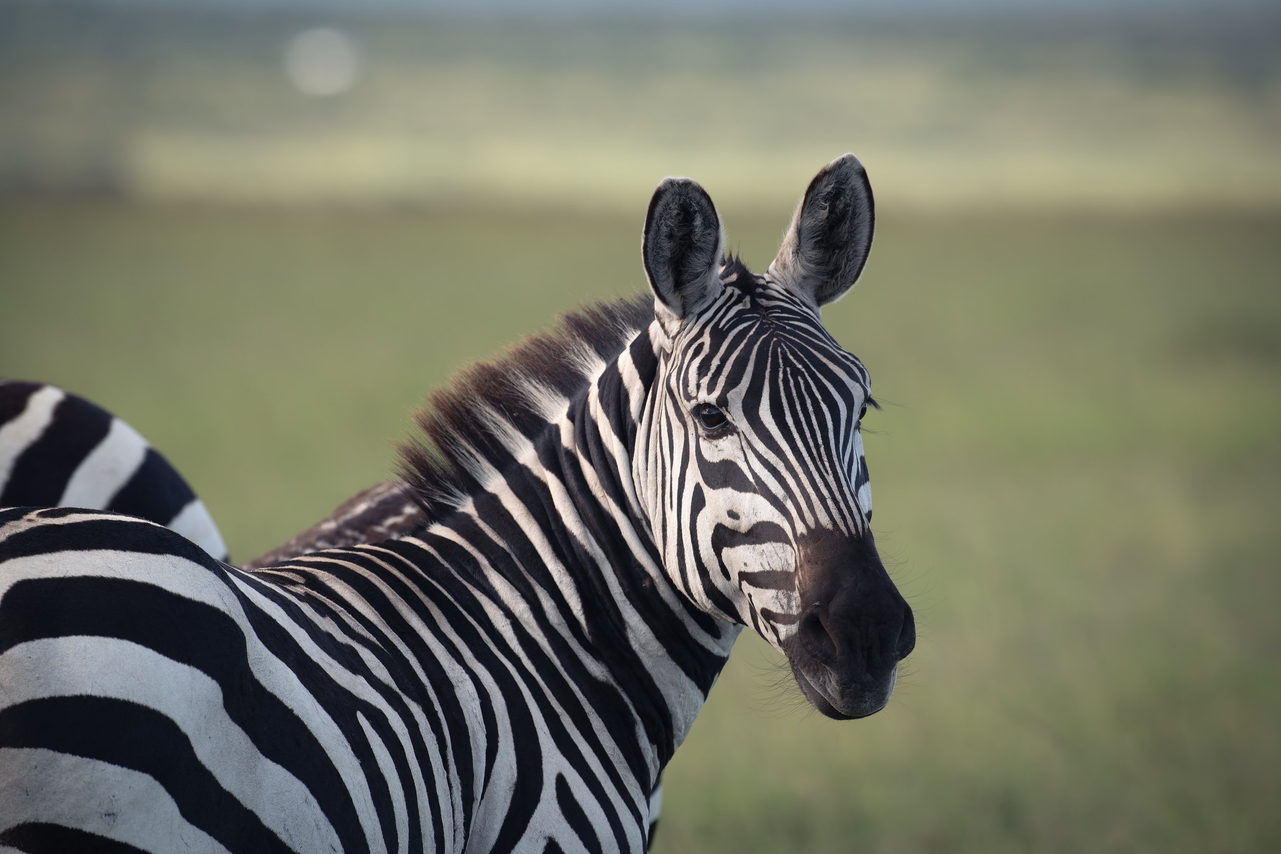 _DSC4603-DxO_DeepPRIME XD2s.jpg