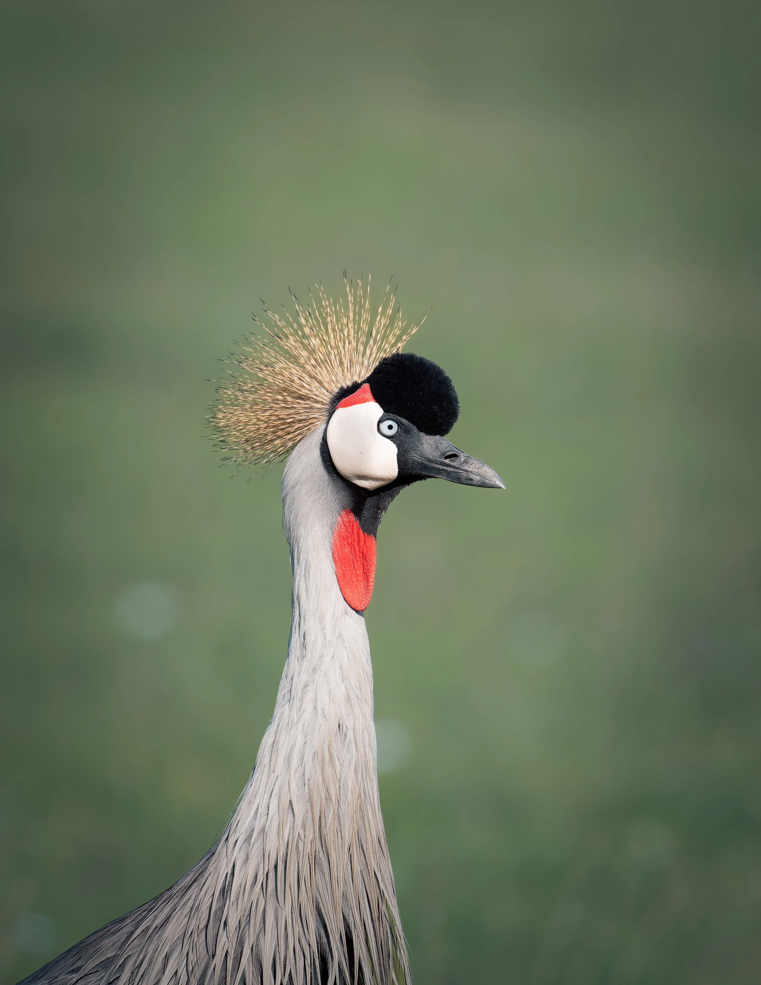 Grey crested crane