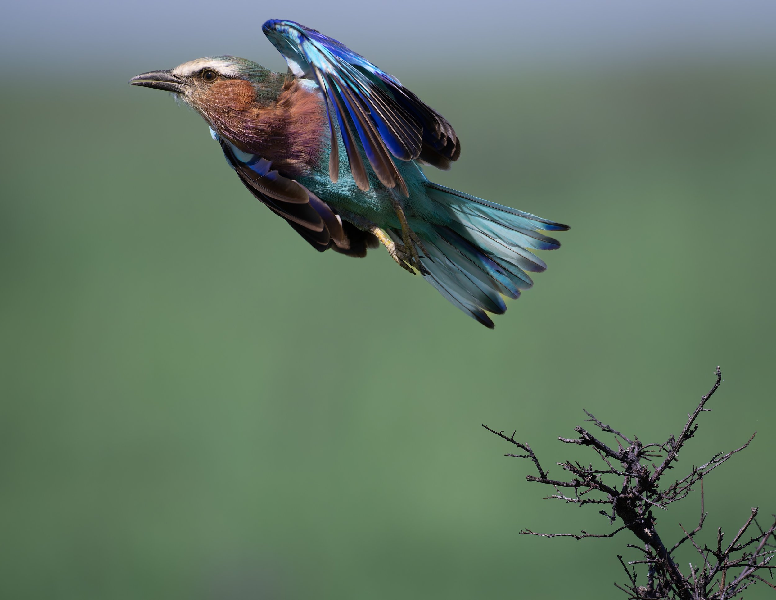 _DSC5489-DxO_DeepPRIME XD2s.jpg