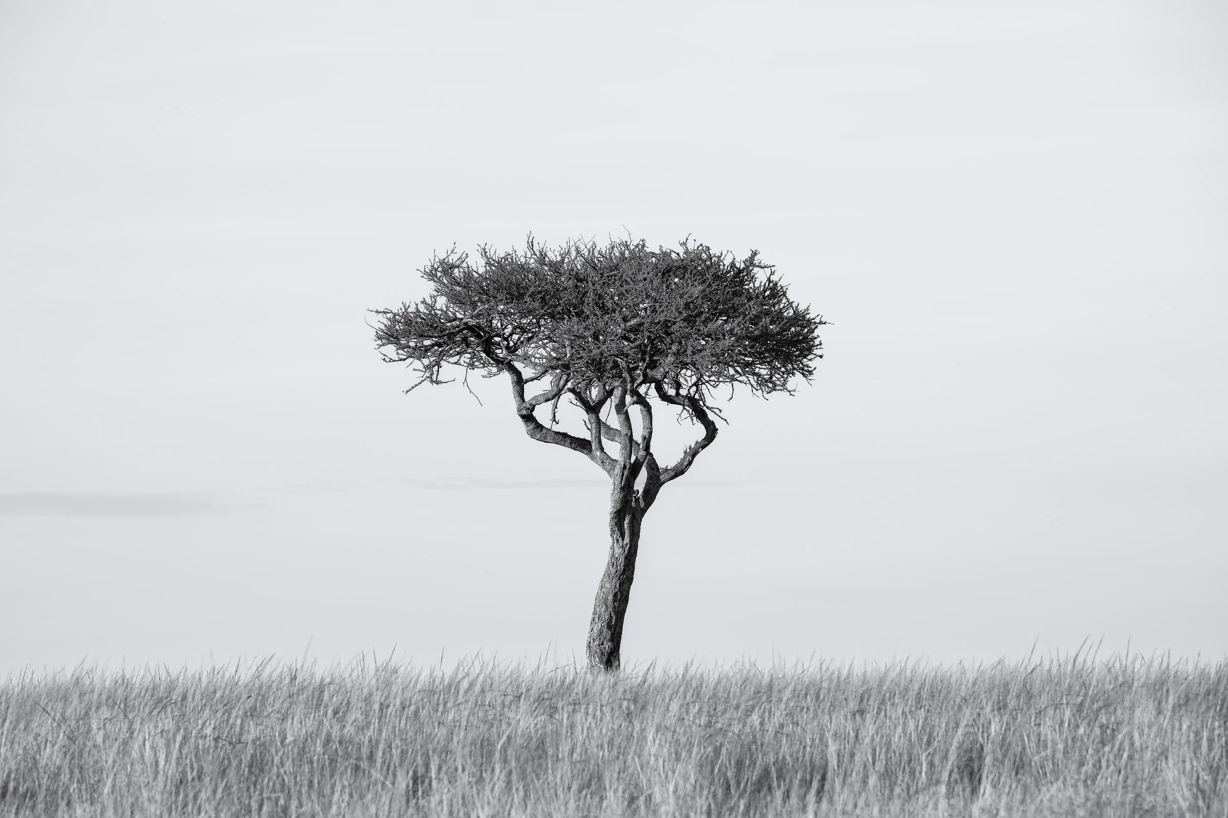 A solitary tree with a twisted trunk in a grassy field under a cloudy sky, black and white photograph.