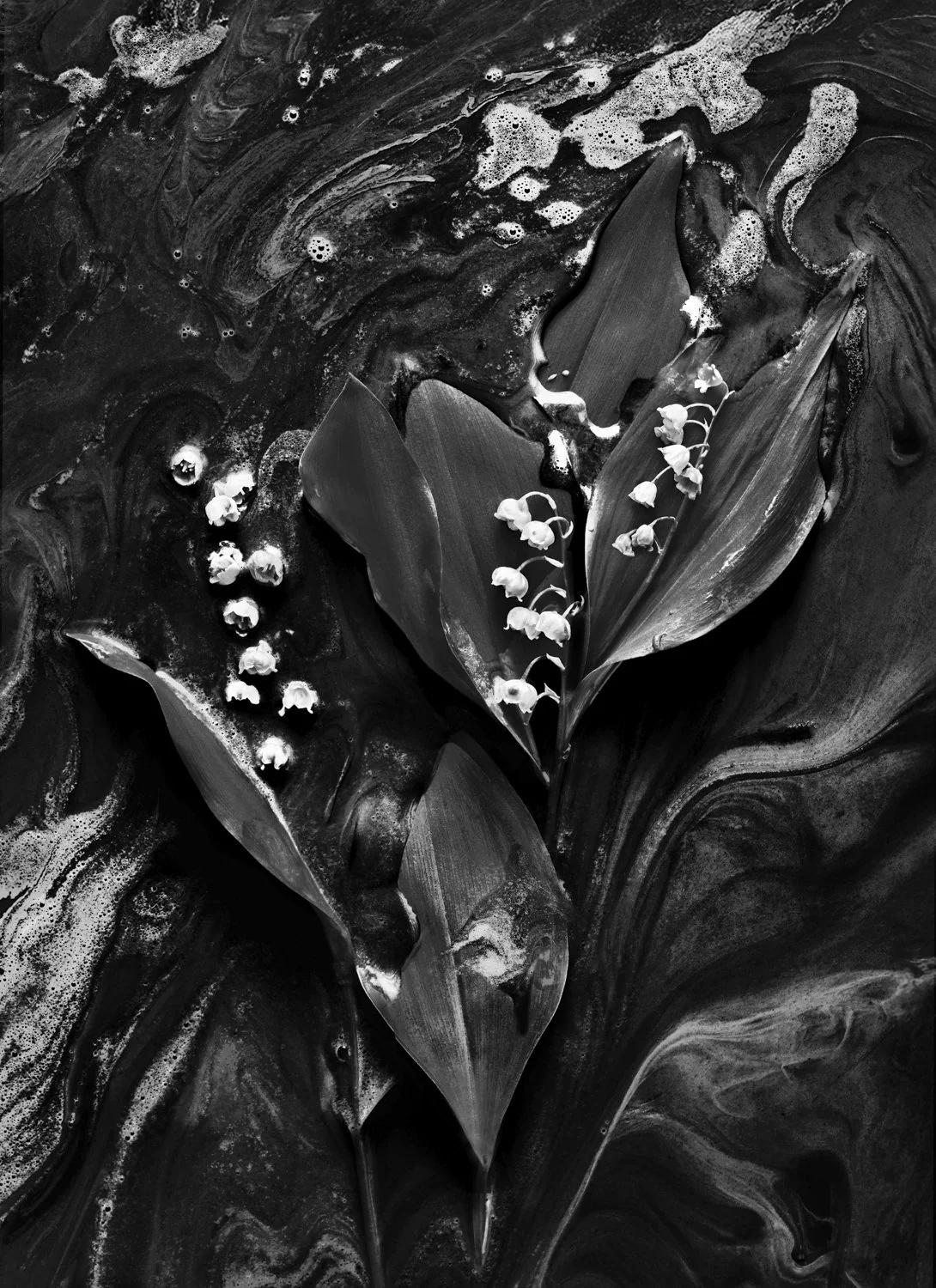 Lily of the Valley