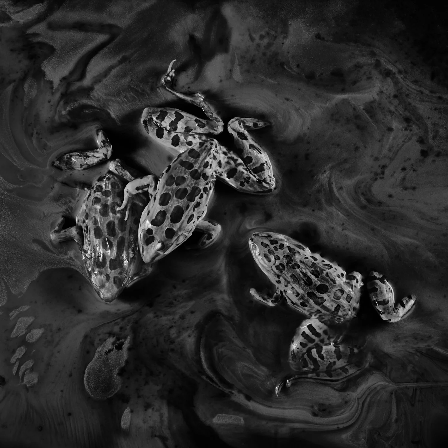 Frogs