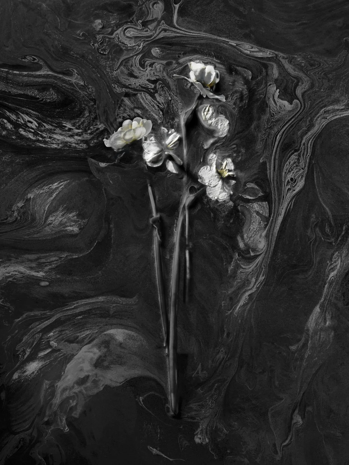 Daffodils