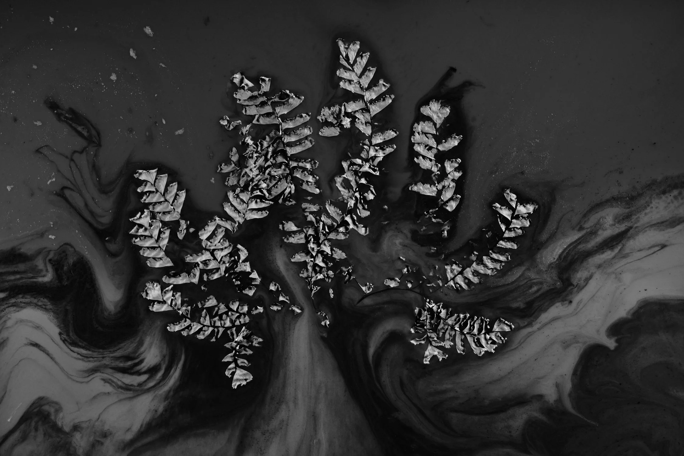 Fern
