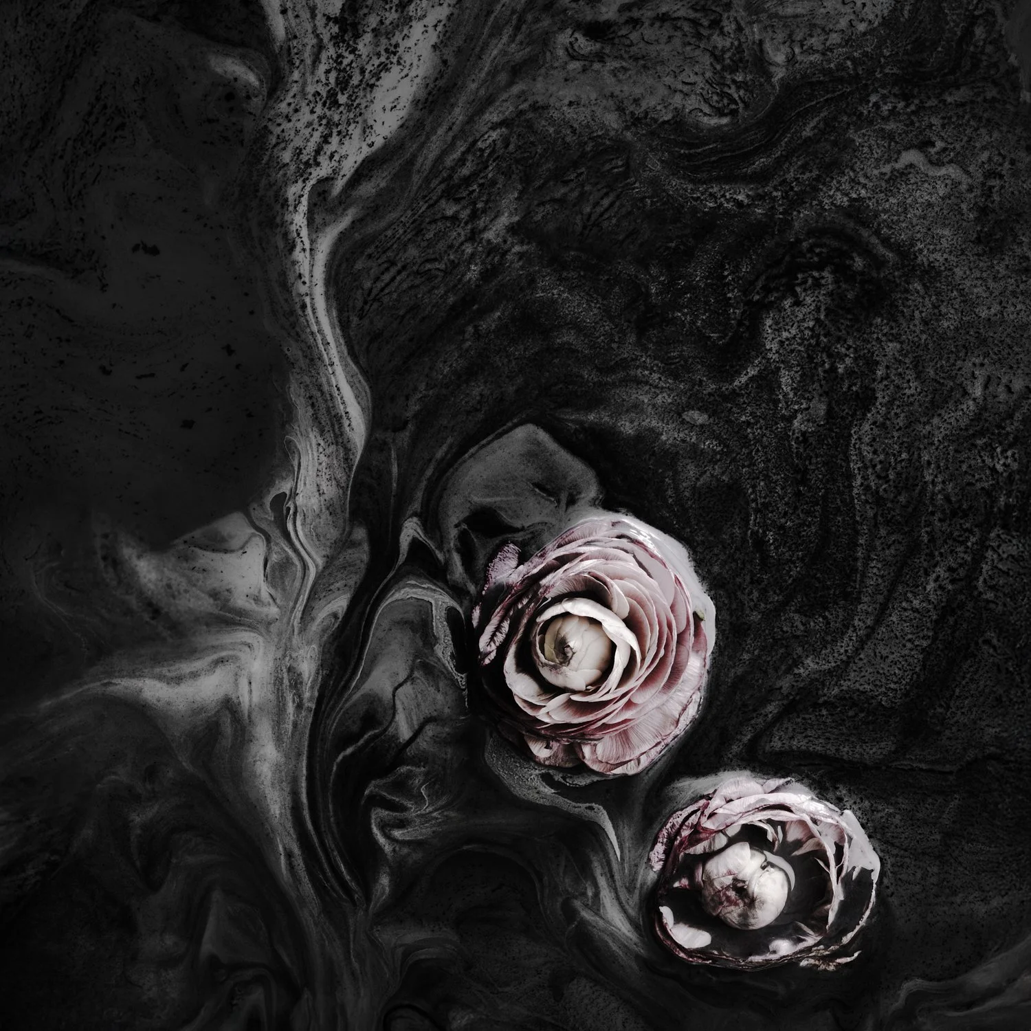 Two Roses