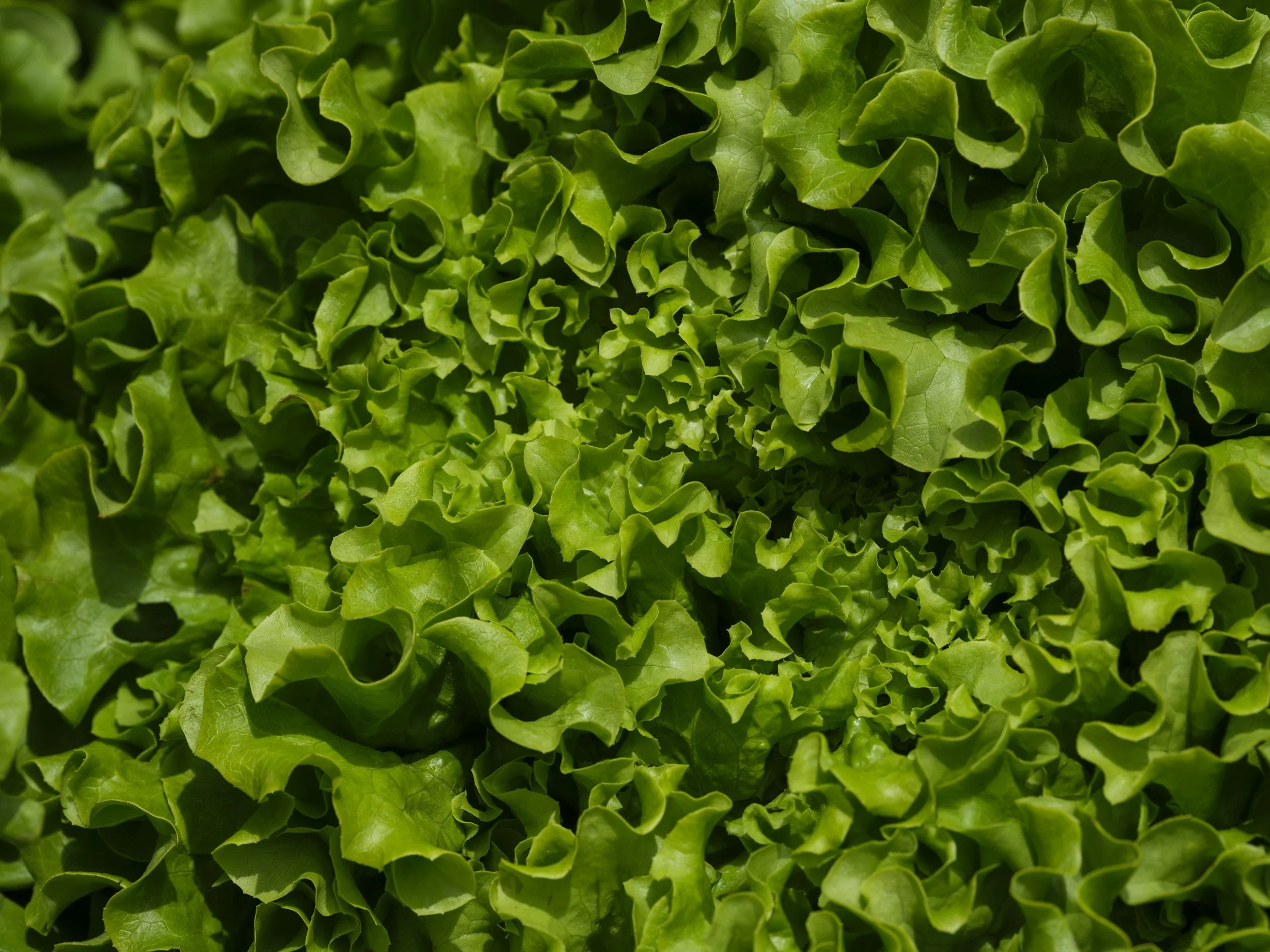 Coping with Emetophobia During the Cyclospora Outbreak