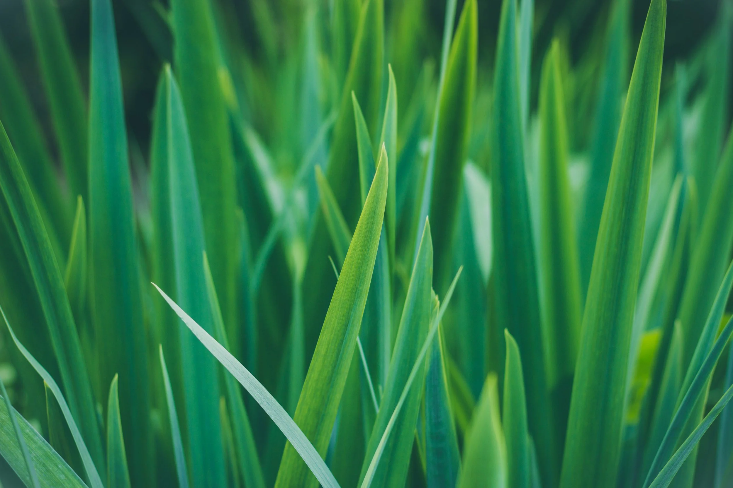 Zoomed in shot of healthy and green grass blades.