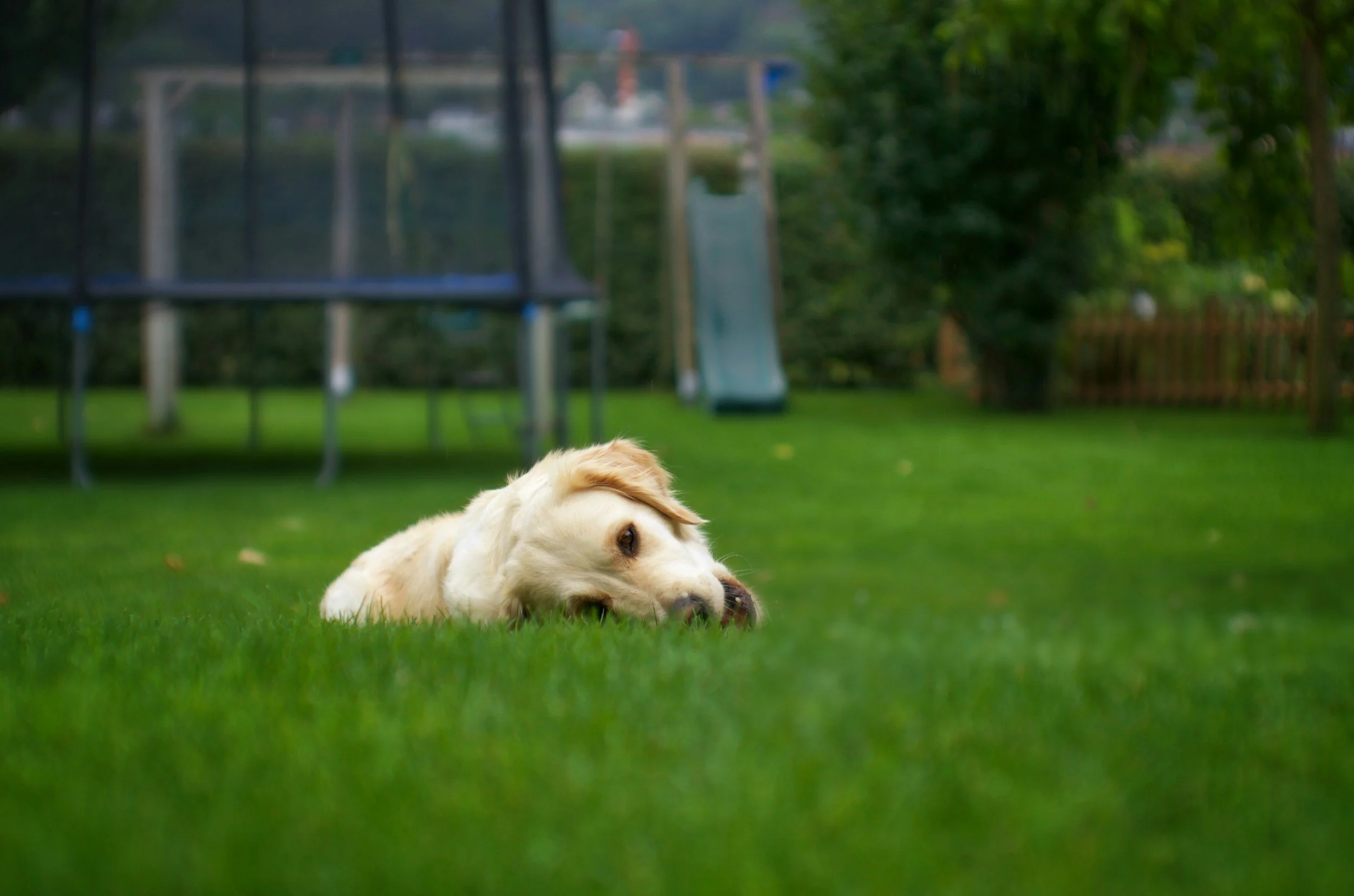 Yellow dog playing with toy in a green lawn.