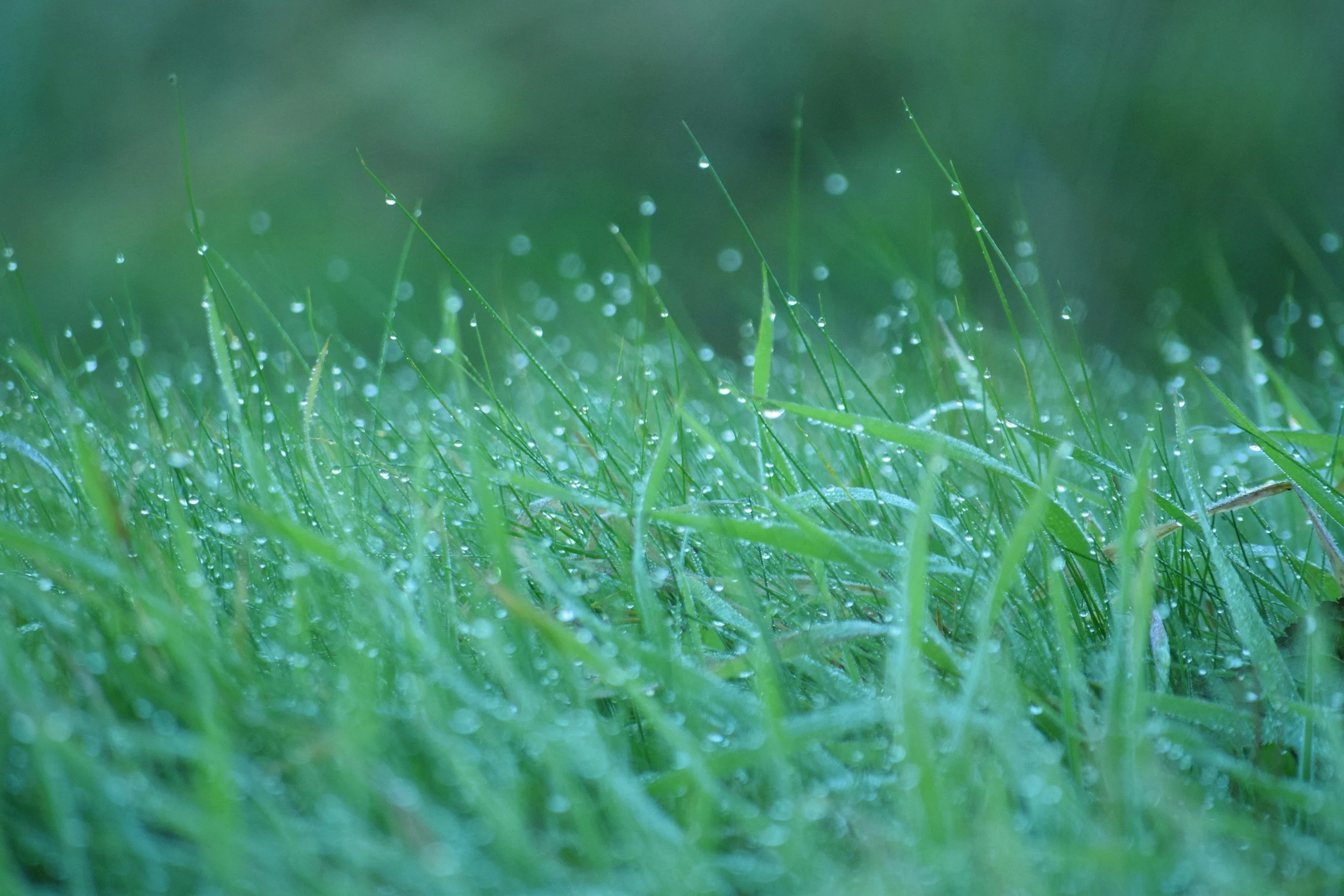 Dew on grass blades–close up