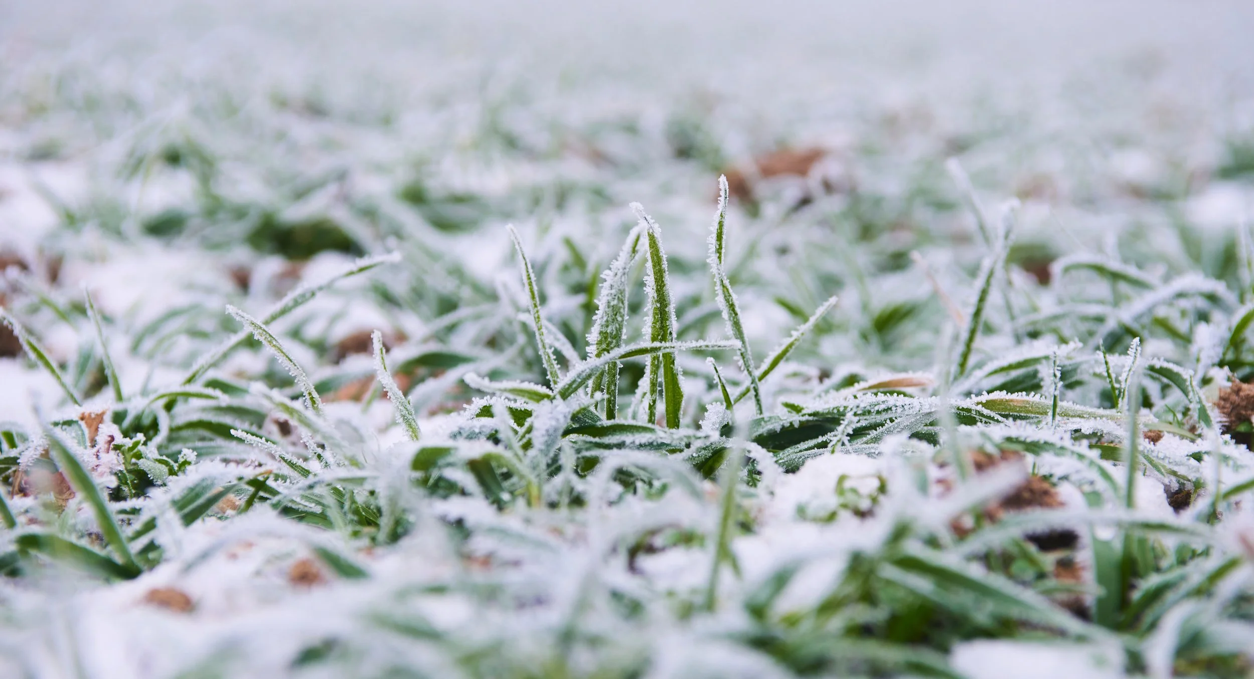 Winter Lawn Prep in Sioux Falls: 5 Things to Do Now for a Green Spring