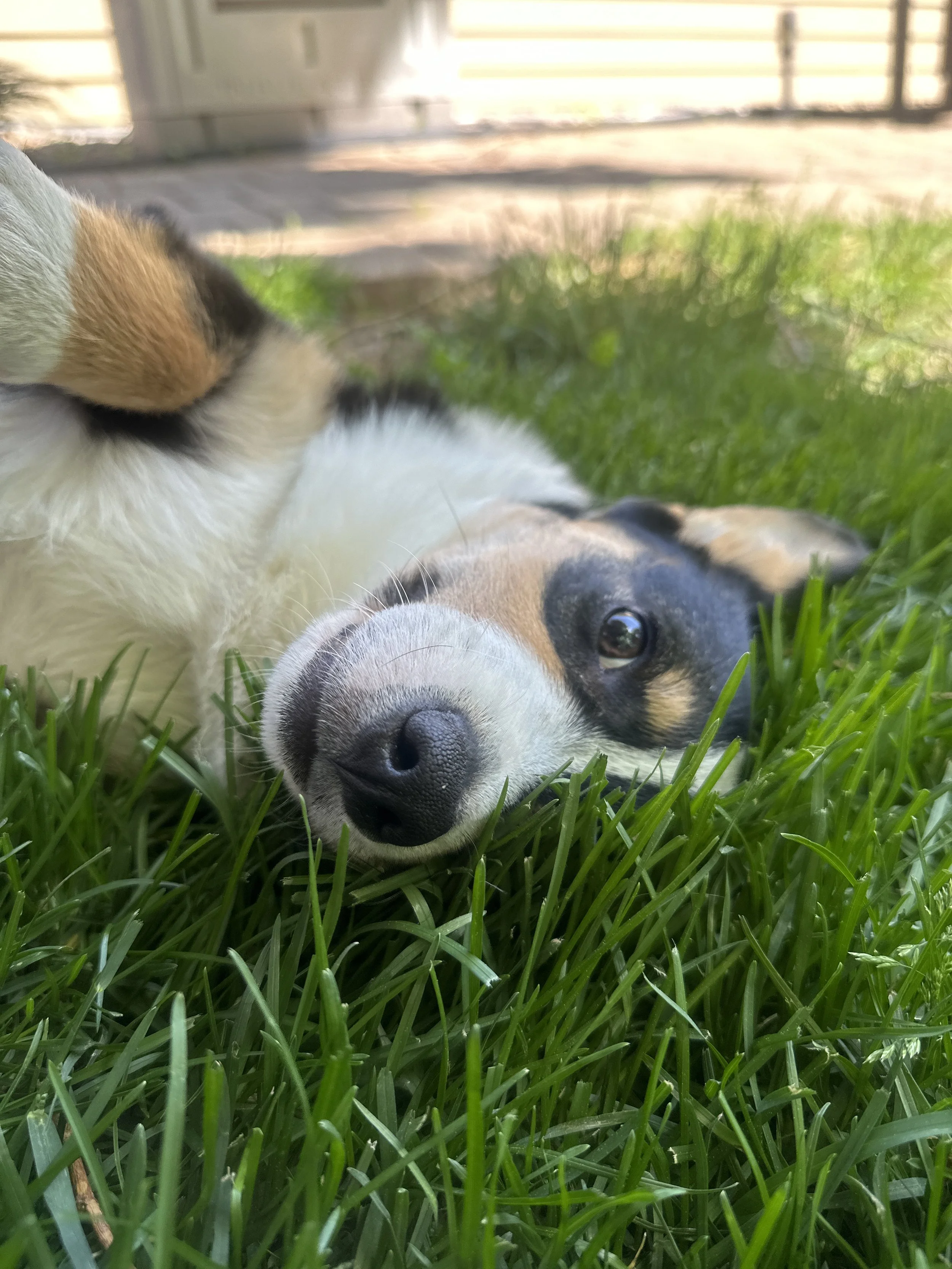 dark colored corgi dog laying in the grass