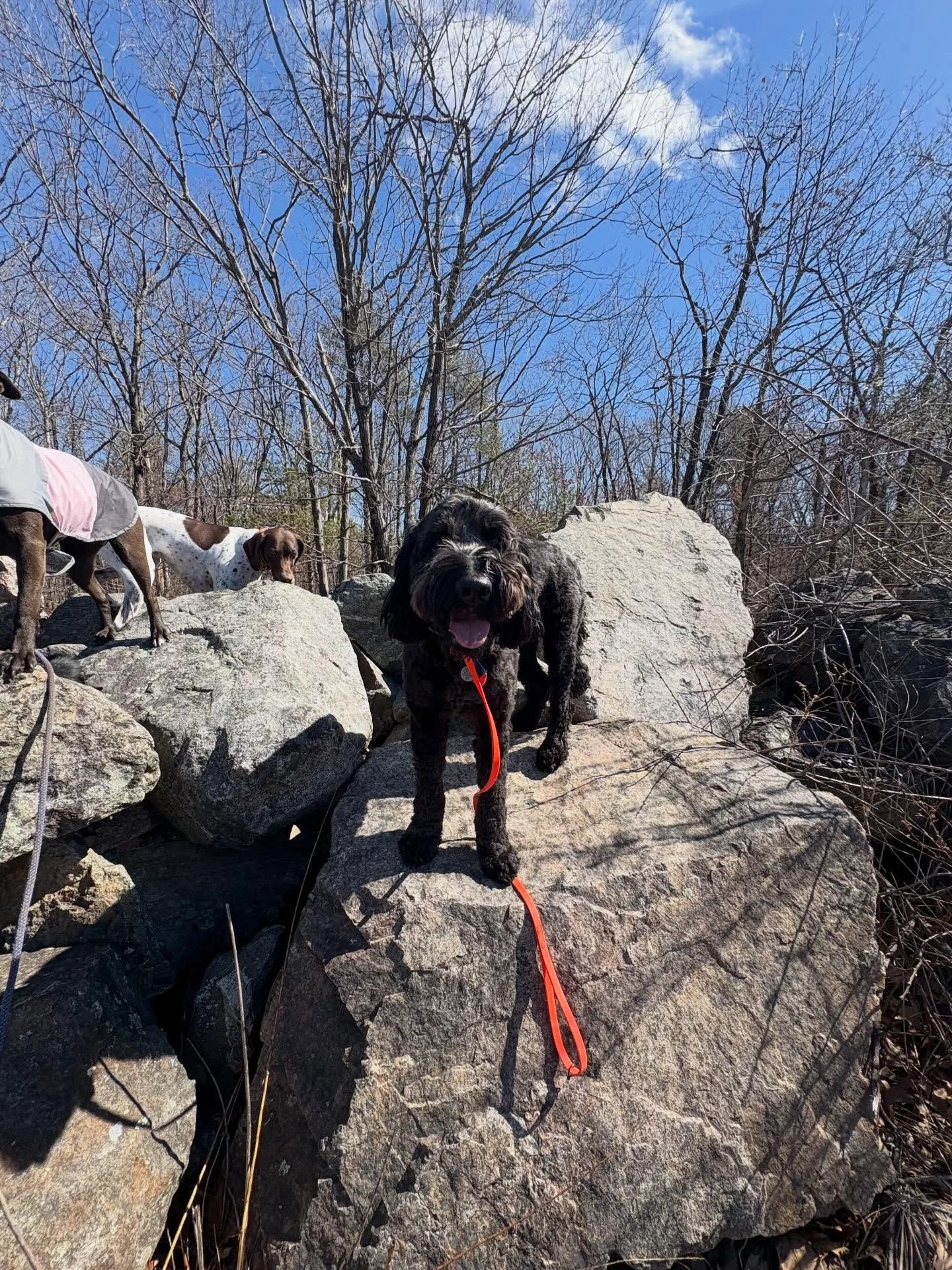 Happy Thursday! Wishing you &ldquo;king of the mountain&rdquo; energy to finish your week and, for my fellow tax pros, productive work over the weekend.

Of course, Ollie, living his best life, will be relaxing between walks and feedings over the wee