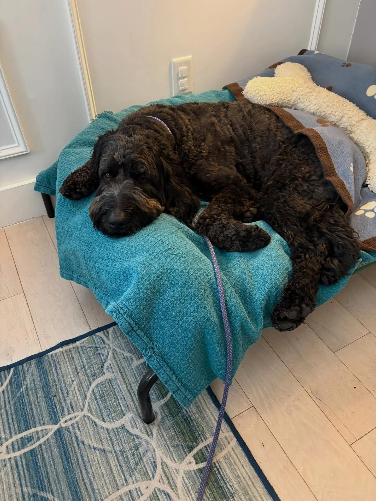 Happy Saturday! I don&rsquo;t want to talk about tax so here&rsquo;s a picture of Ollie, expressing my current mood. 🤣🐾