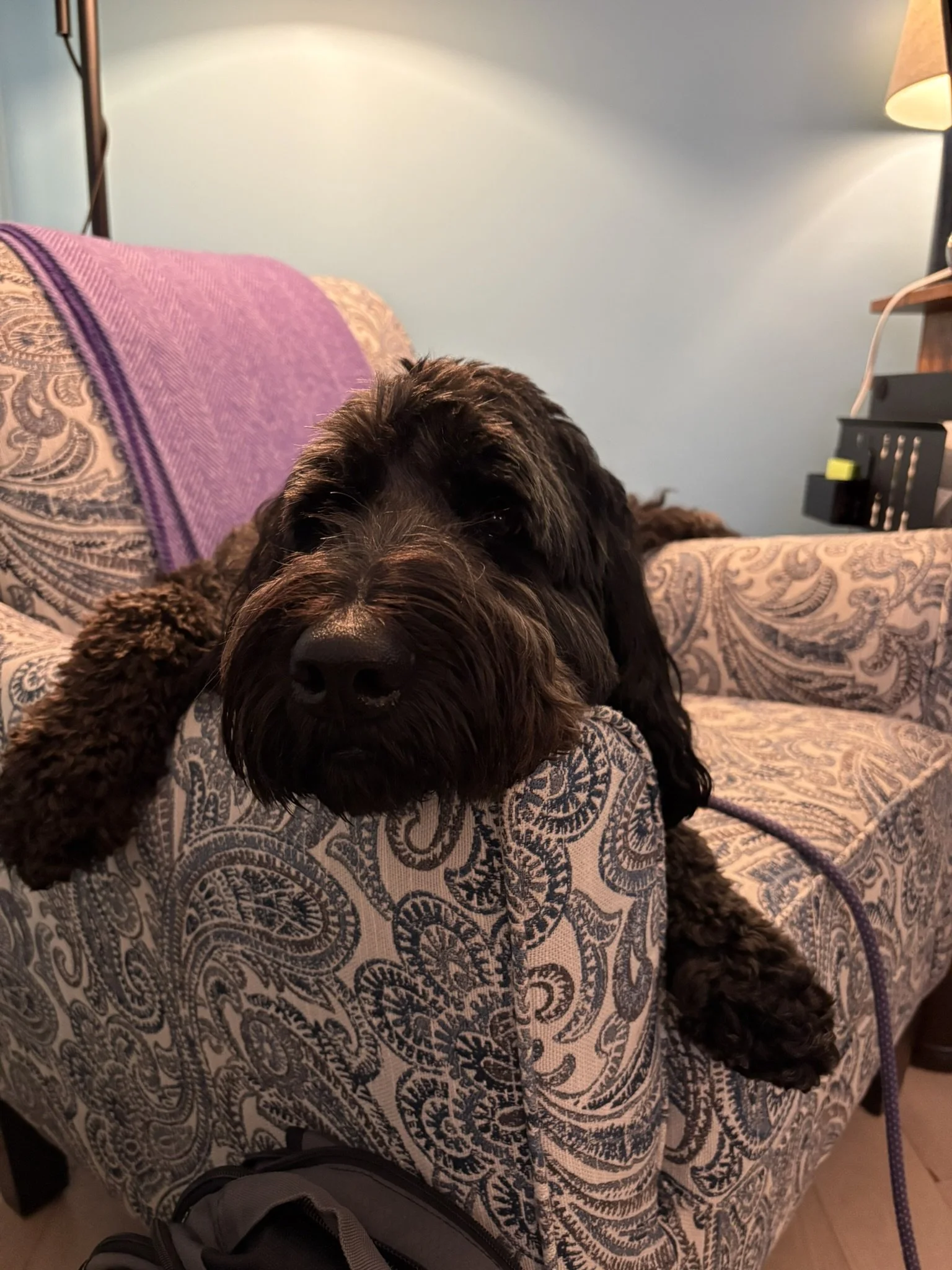 Our dog Ollie lying down on a chair in the office