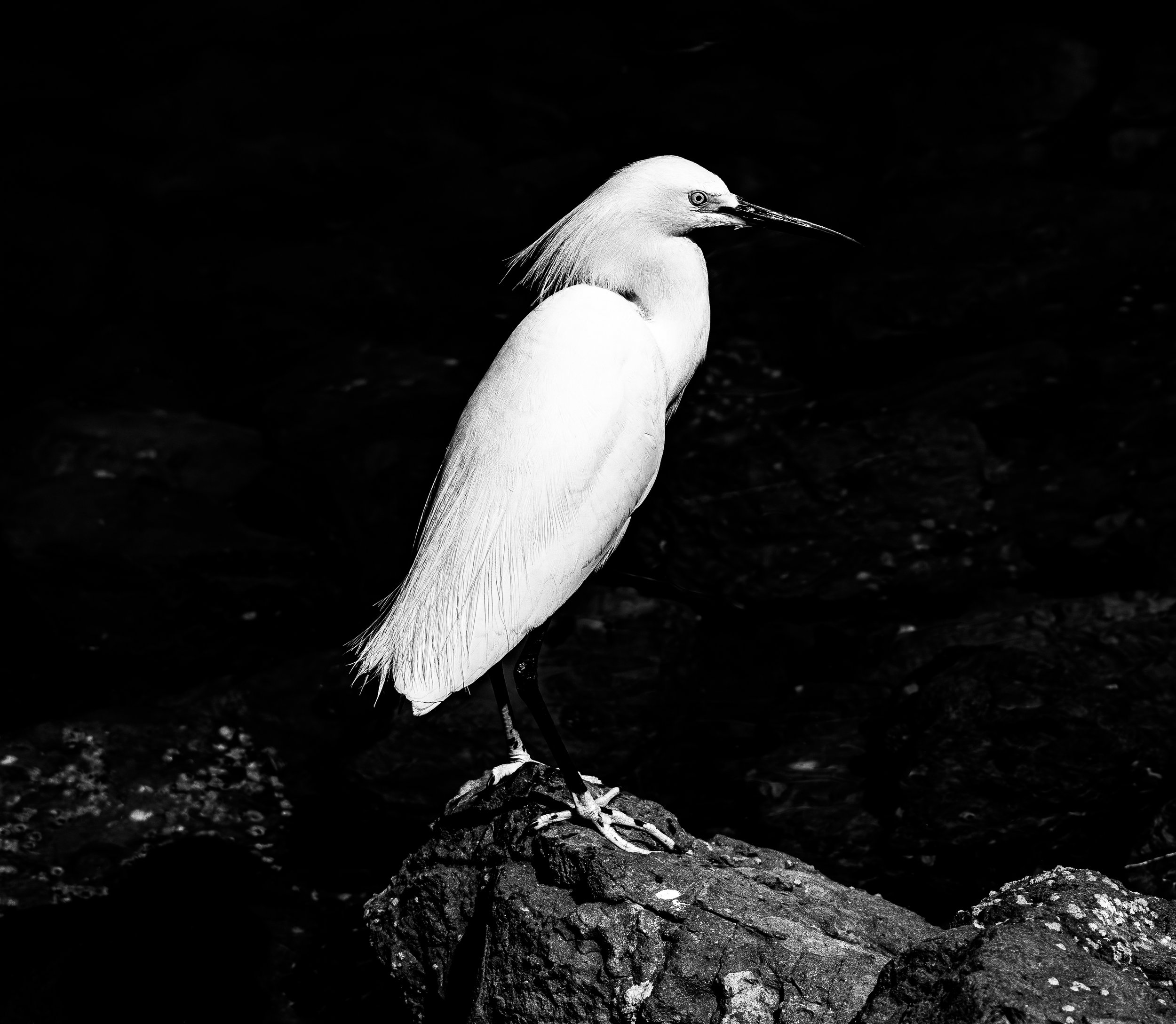 Elegant Egret