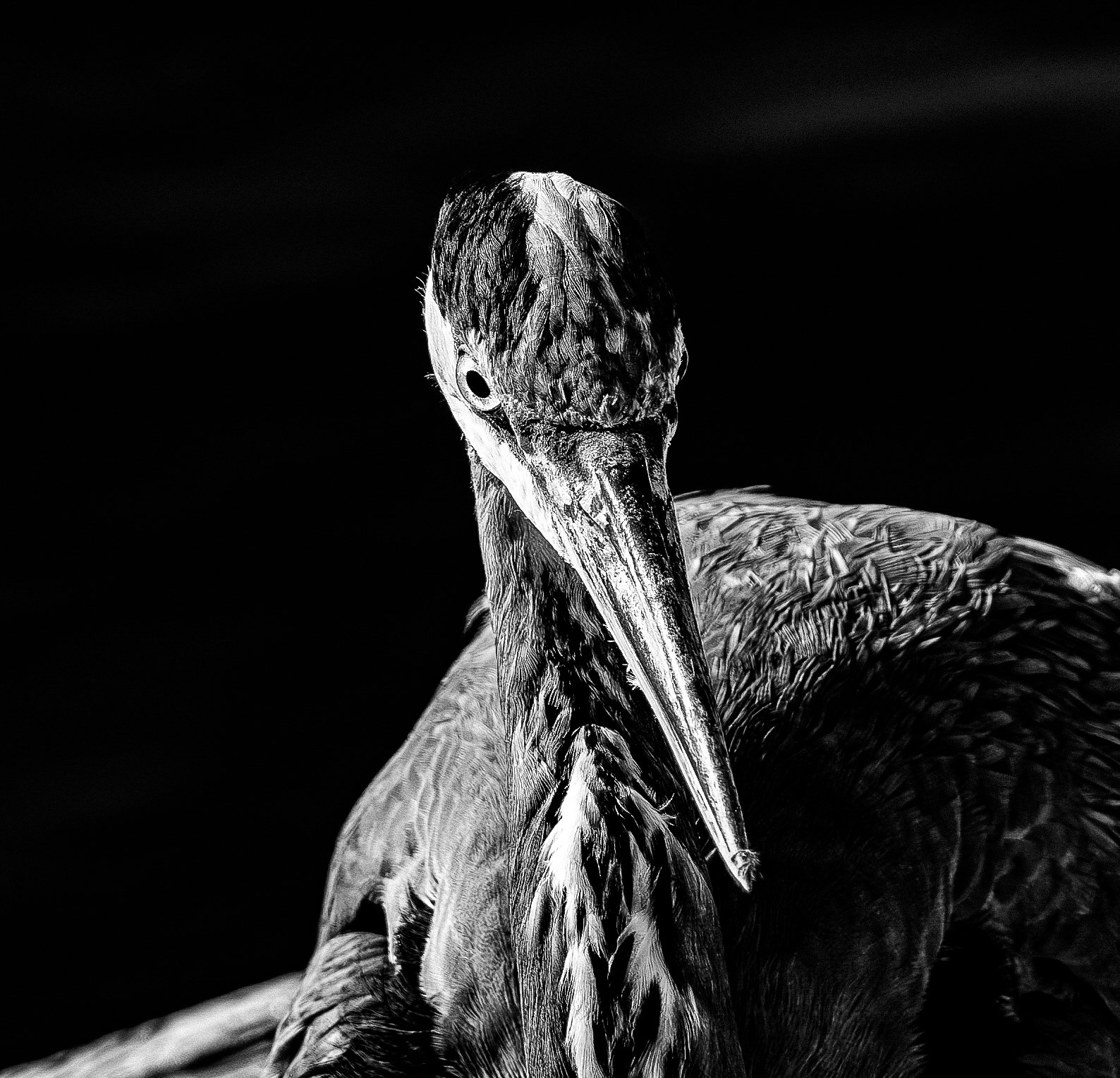 Birds Eye