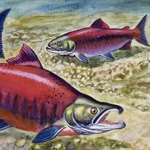 The Salmon Gene