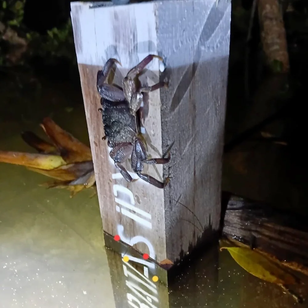 Menjinakkan Pasang Laut