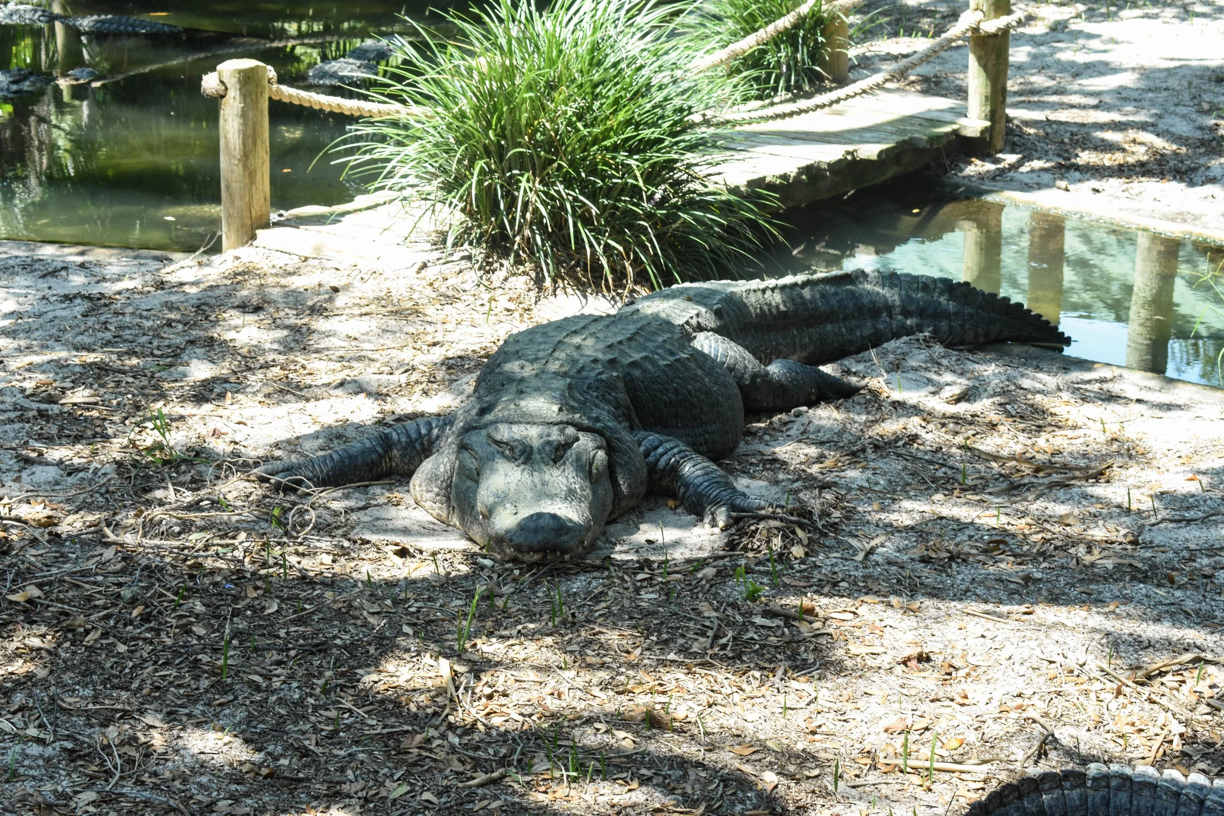 DSC_0229.jpg
