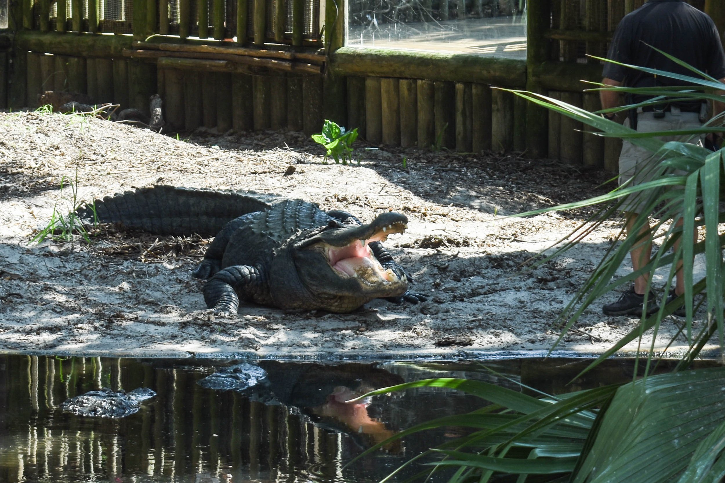 DSC_0196.jpg