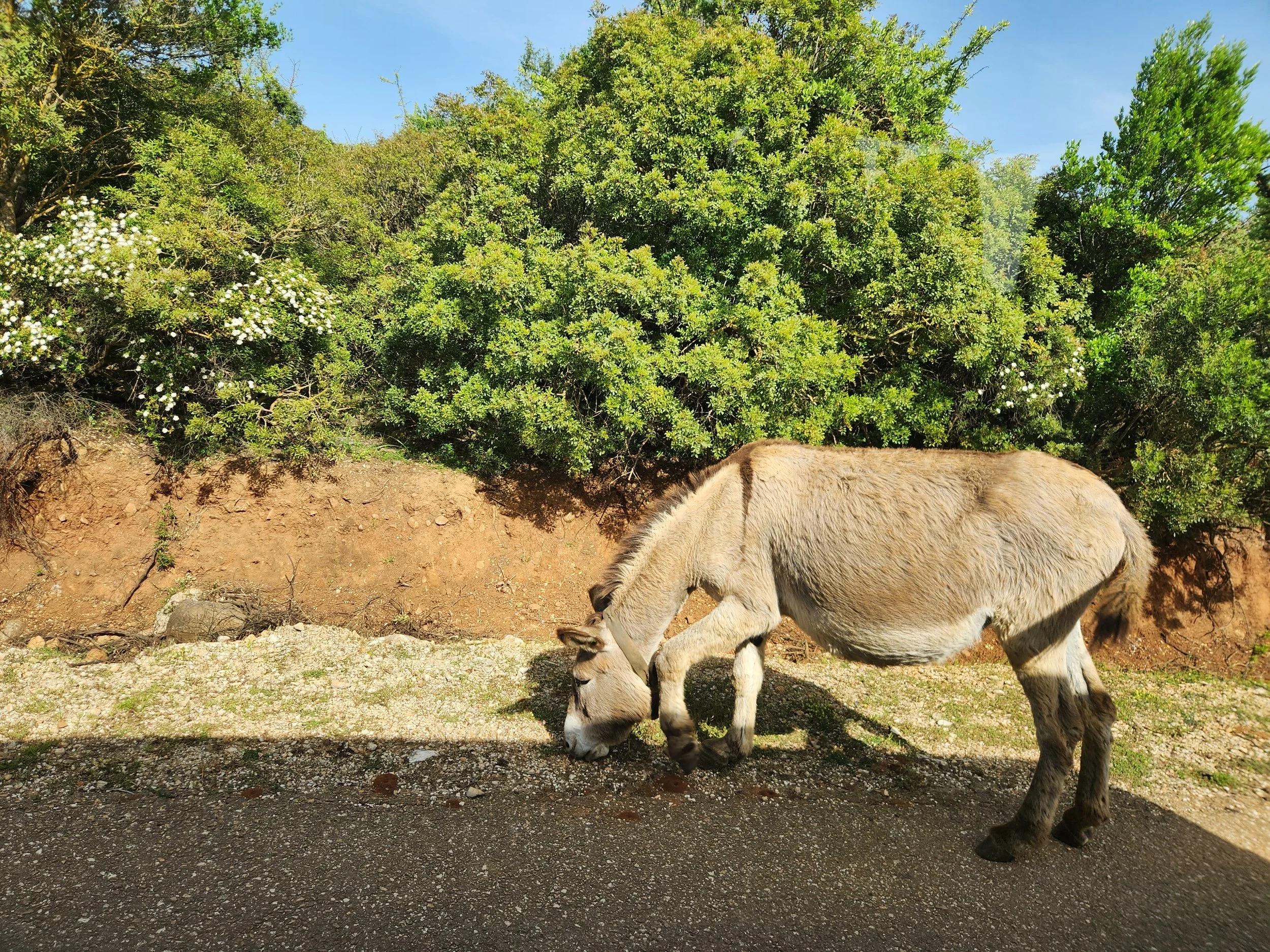 ...friendly encounter on the roadside...