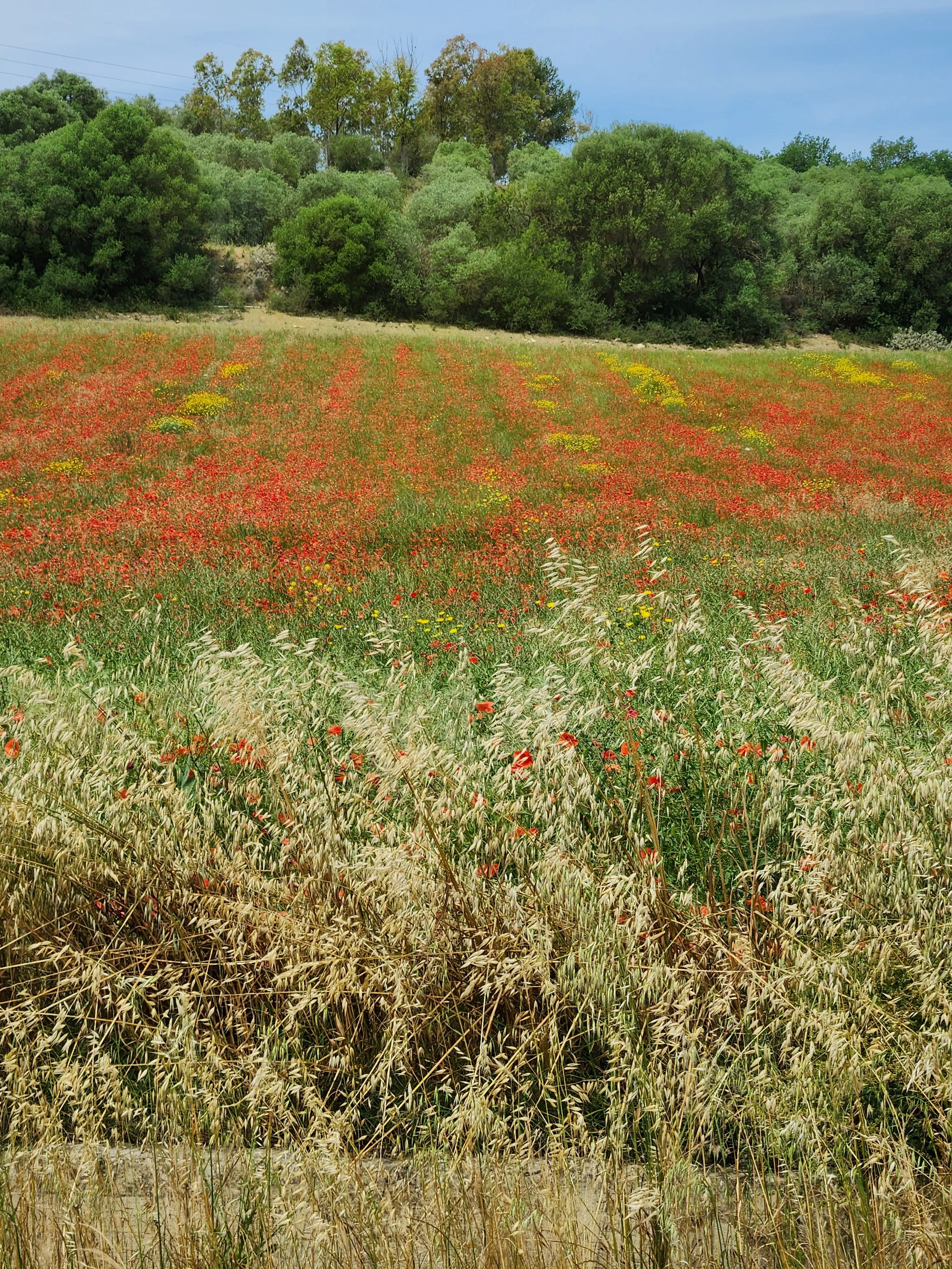 Poppies on the road...