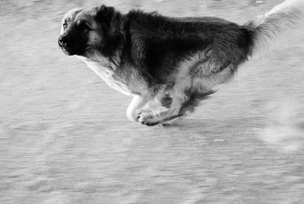 John Divola: Dogs Chasing My Car in the Desert