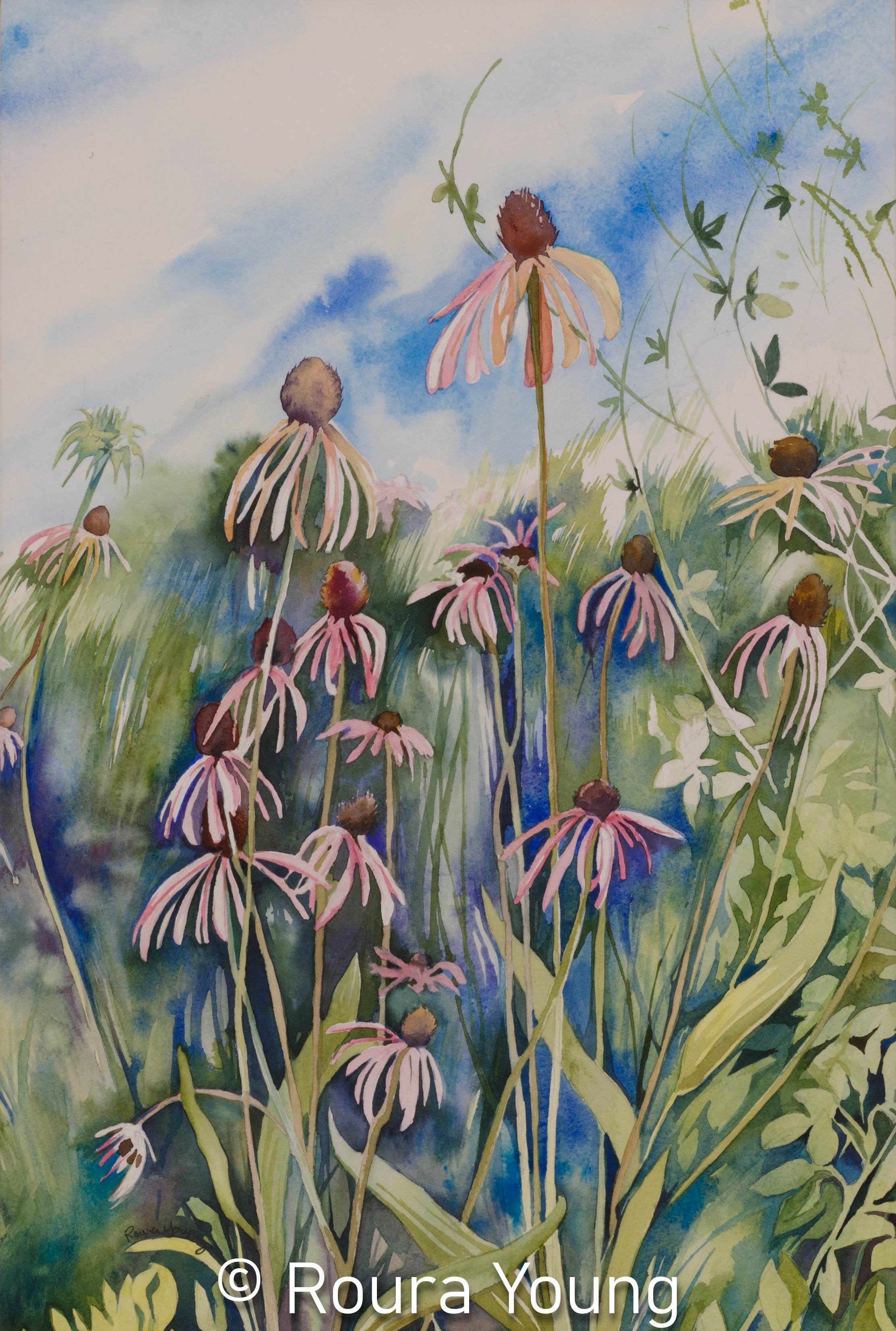 Pink Coneflowers - Watercolor Painting on Cotton Paper