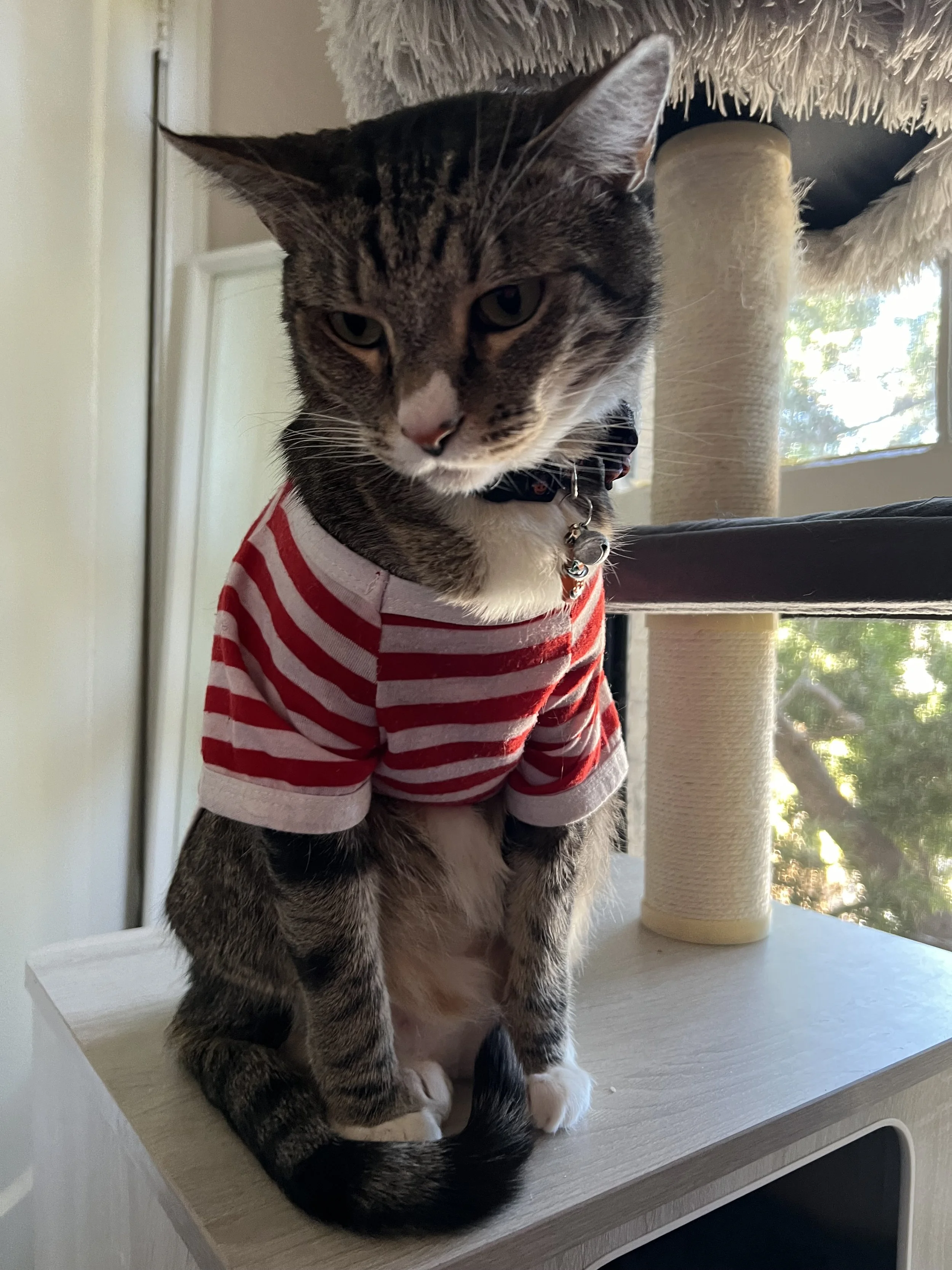 A tabby cat wearing a red and white striped shirt sitting on a white surface near a window and a scratching post.