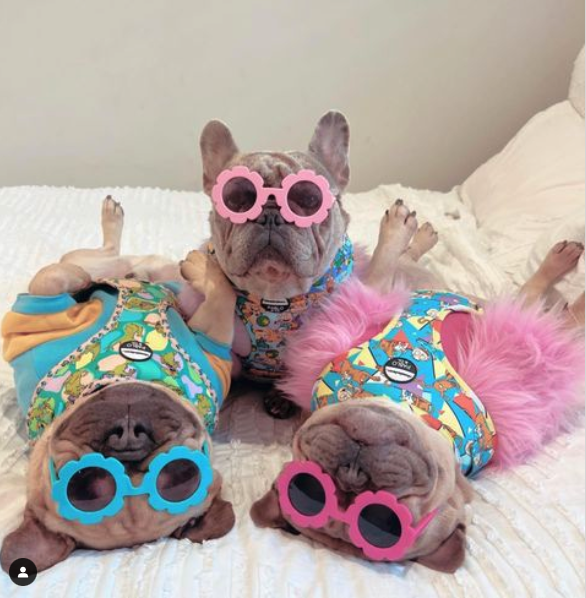 Melbourne graphic design studio marketing branding packaging labelling graphic tee logo cute frenchie dogs funny animals accessories Pablo & Co Dog Cat Accessories Brisbane