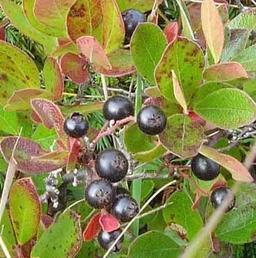 Black Huckleberry (Vaccinium spp.)