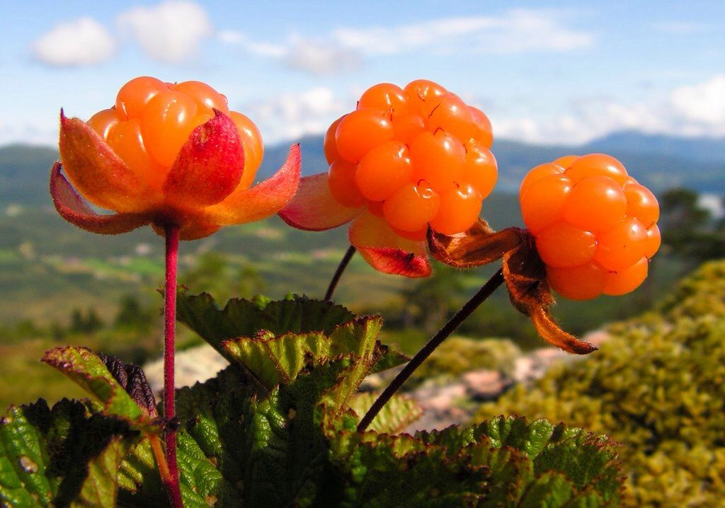 Cloudberry (Rubus chamaemorus)