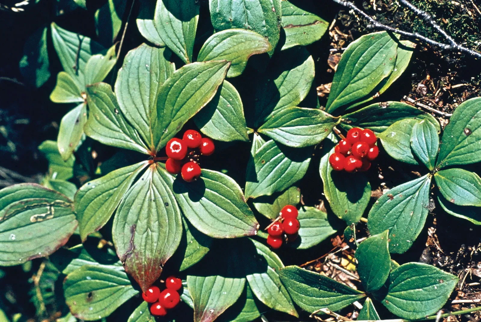 Bunchberry (Cornus canadensis)
