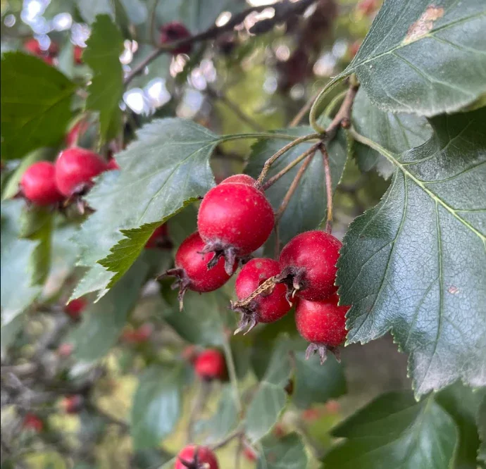 
Hawthorn (Crataegus spp.)