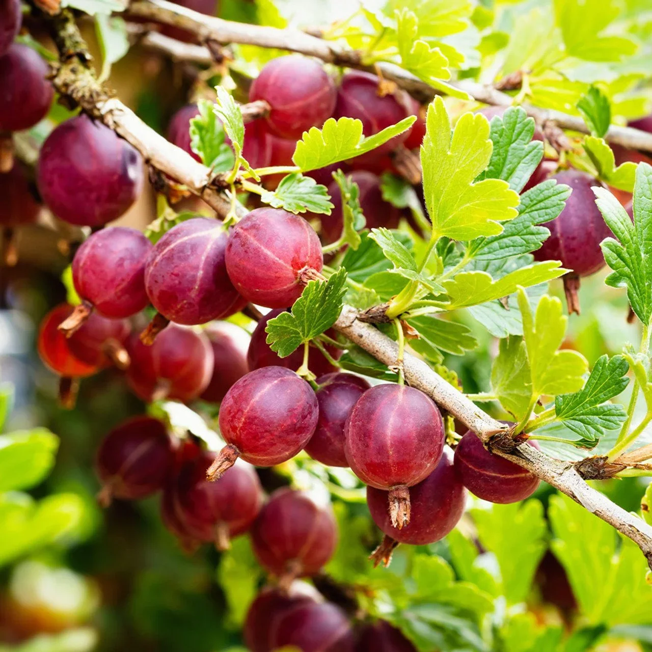 Gooseberry (Ribes spp.)
