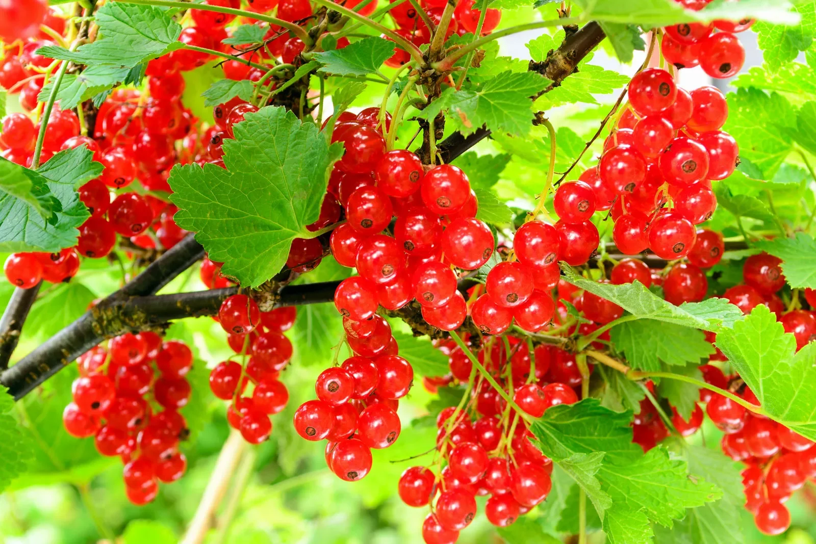 
Red Currant (Ribes spp.)