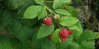 
Raspberry (Rubus spp.)