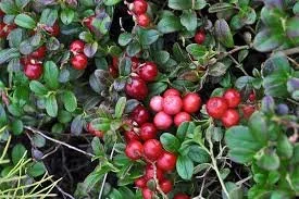 Cranberry (Vaccinium spp.)
