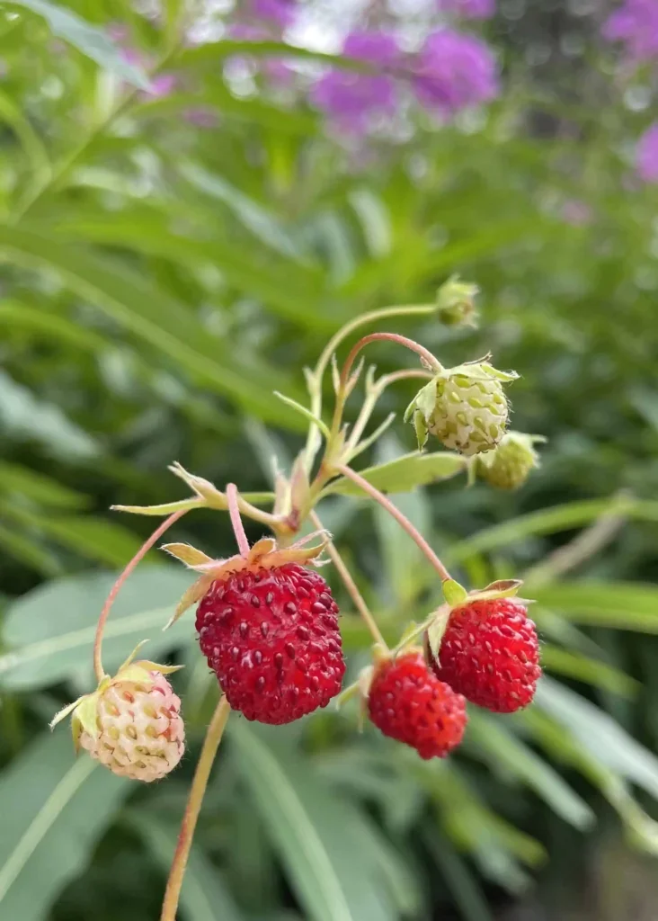 Strawberry (Fragaria spp.)