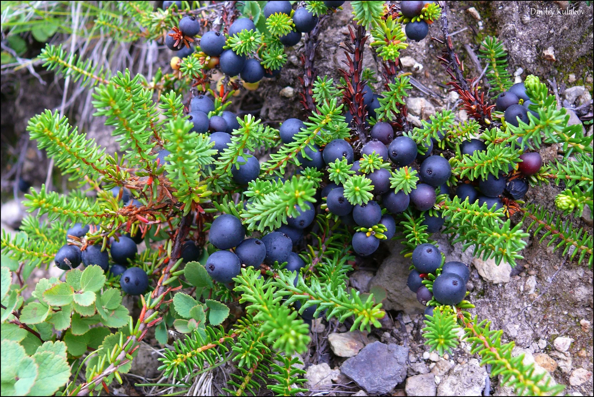 Crowberry (Empetrum nigrum)