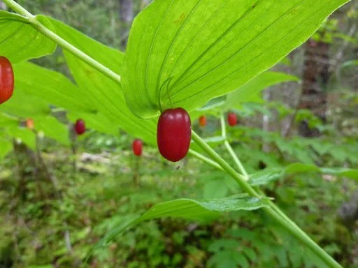 
Twisted Stalk (Streptopus spp.)