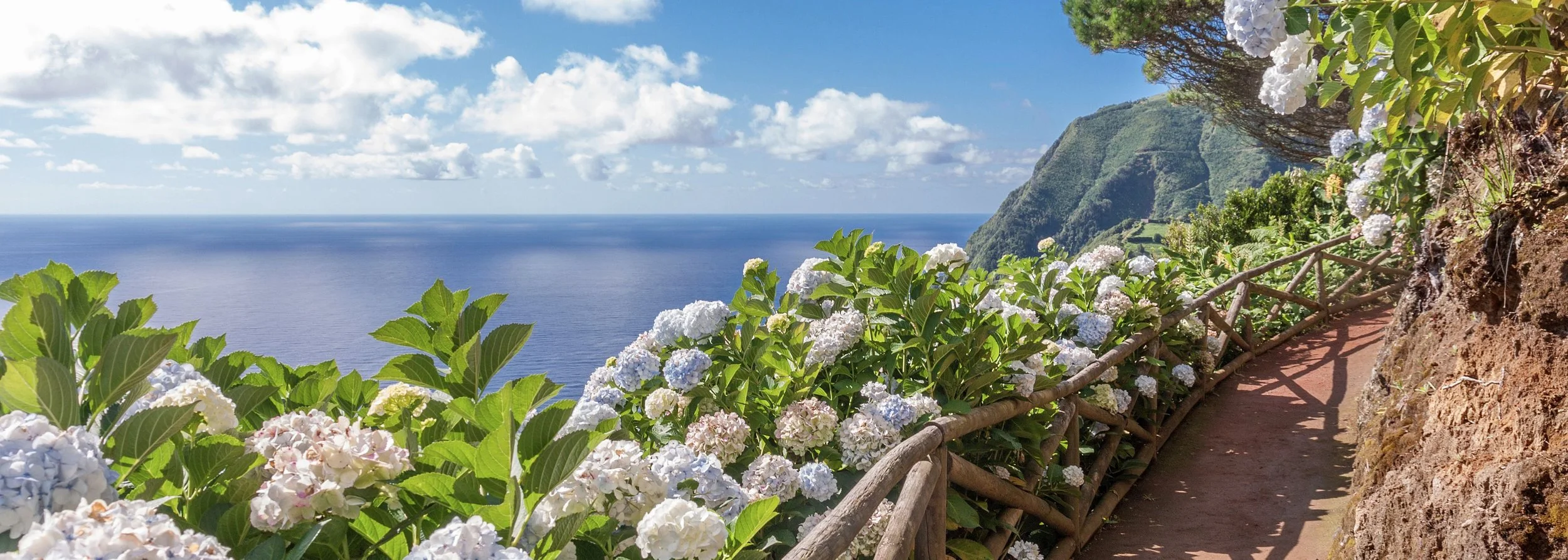 sao miguel azores, hydrangeas