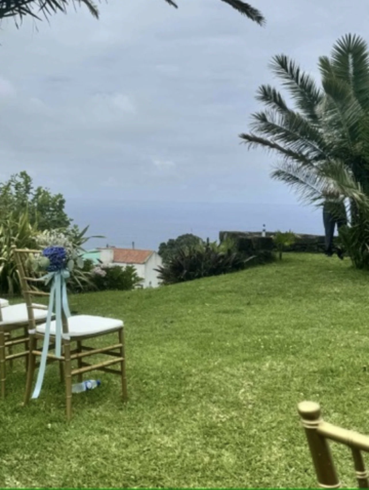 A backyard with green grass, outdoor chairs decorated with blue ribbons, and various tropical plants including palm trees. Houses are visible in the background, and the sky is overcast.