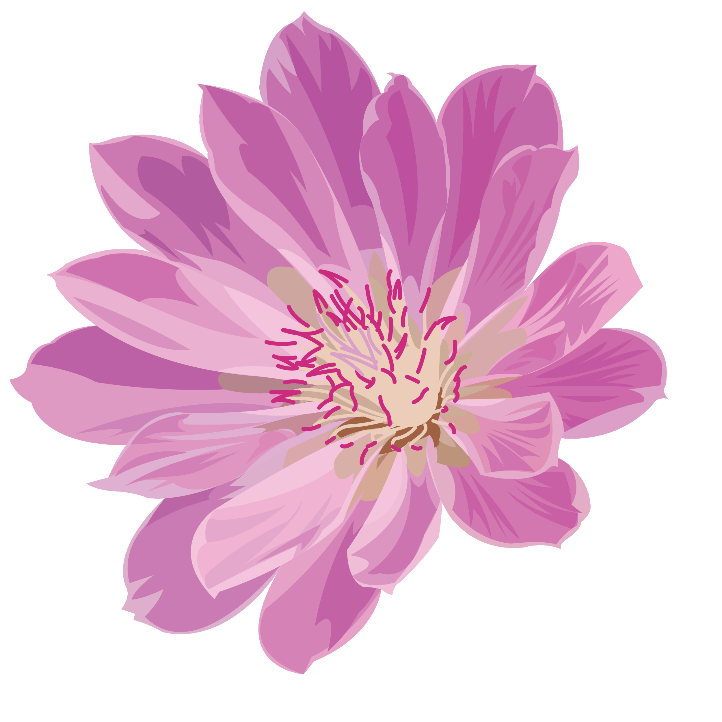 bitterrootflower.gif